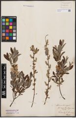 Foto von Salix aurita L. x Salix repens L.